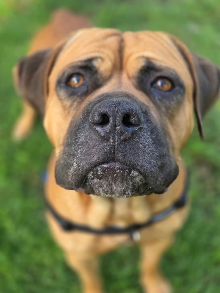 Jonesy - Mastiff available for adoption at Dogs' Refuge Home in Perth