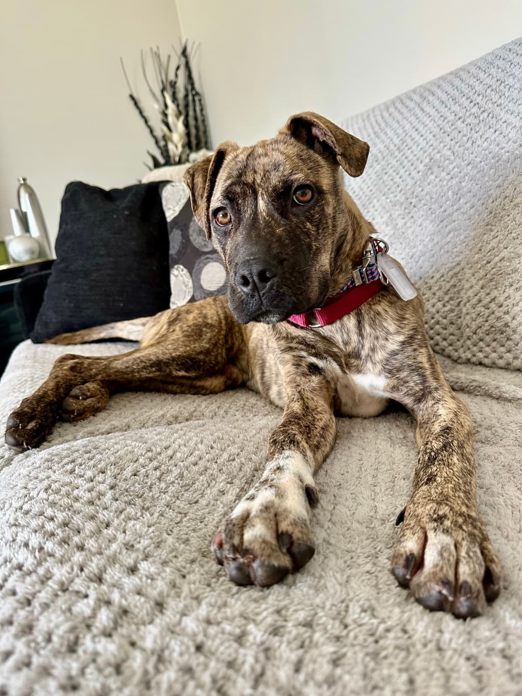 Waffles - Large Mixed Breed available for adoption at Dogs' Refuge Home in Perth