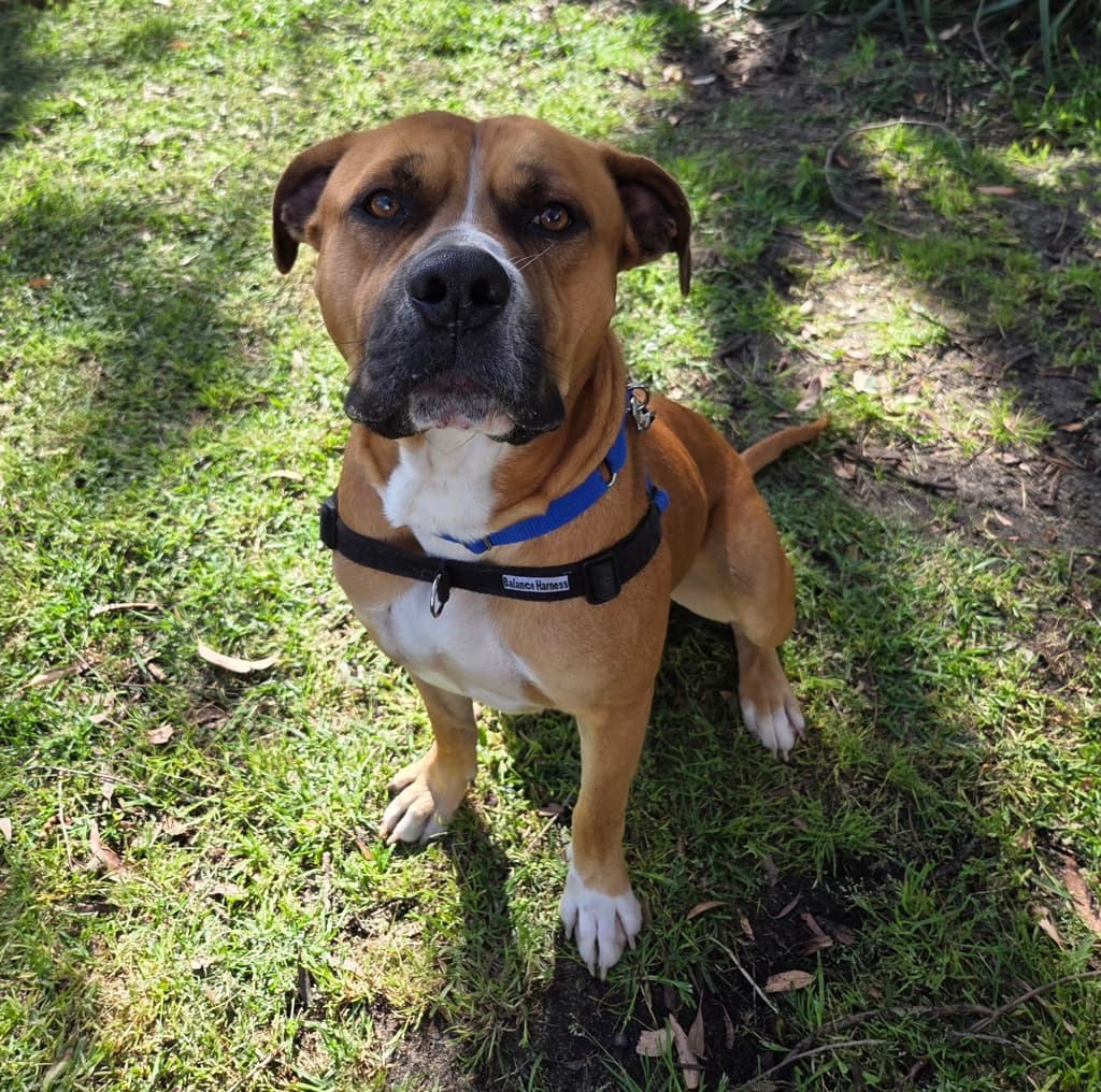 Chappy - Mastiff available for adoption at Dogs' Refuge Home in Perth