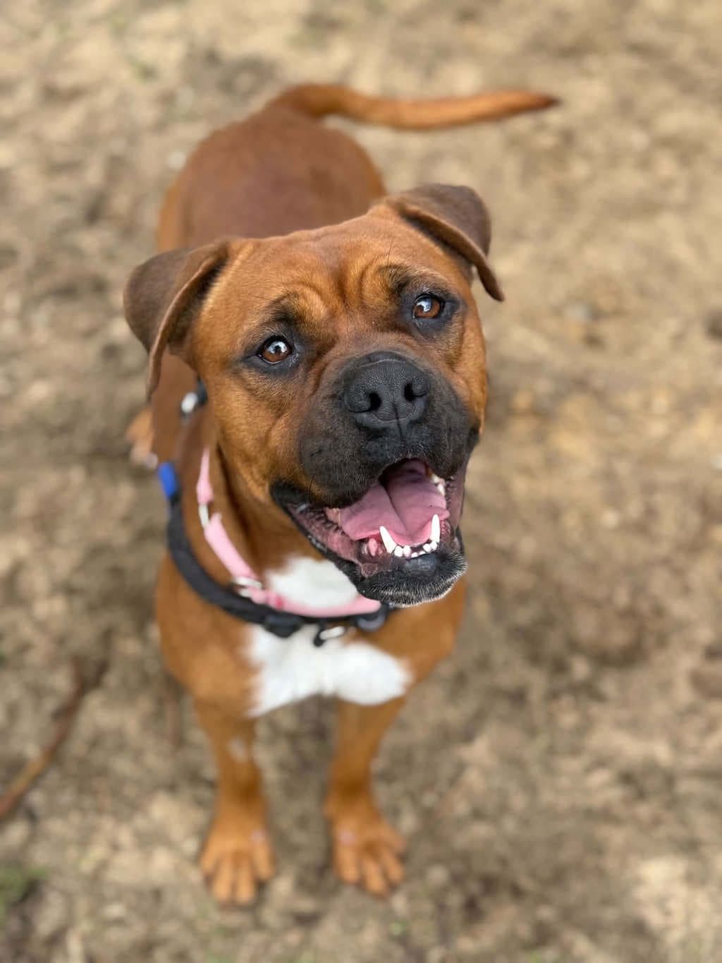 Tilly - Medium Mixed Breed available for adoption at Dogs' Refuge Home in Perth