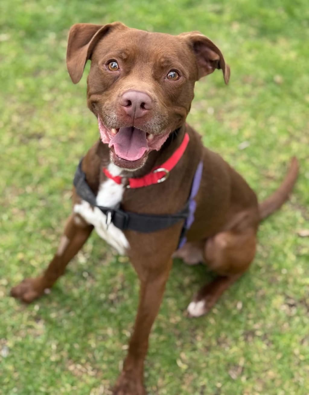 Moore - Staffordshire Bull Terrier available for adoption at Dogs' Refuge Home in Perth