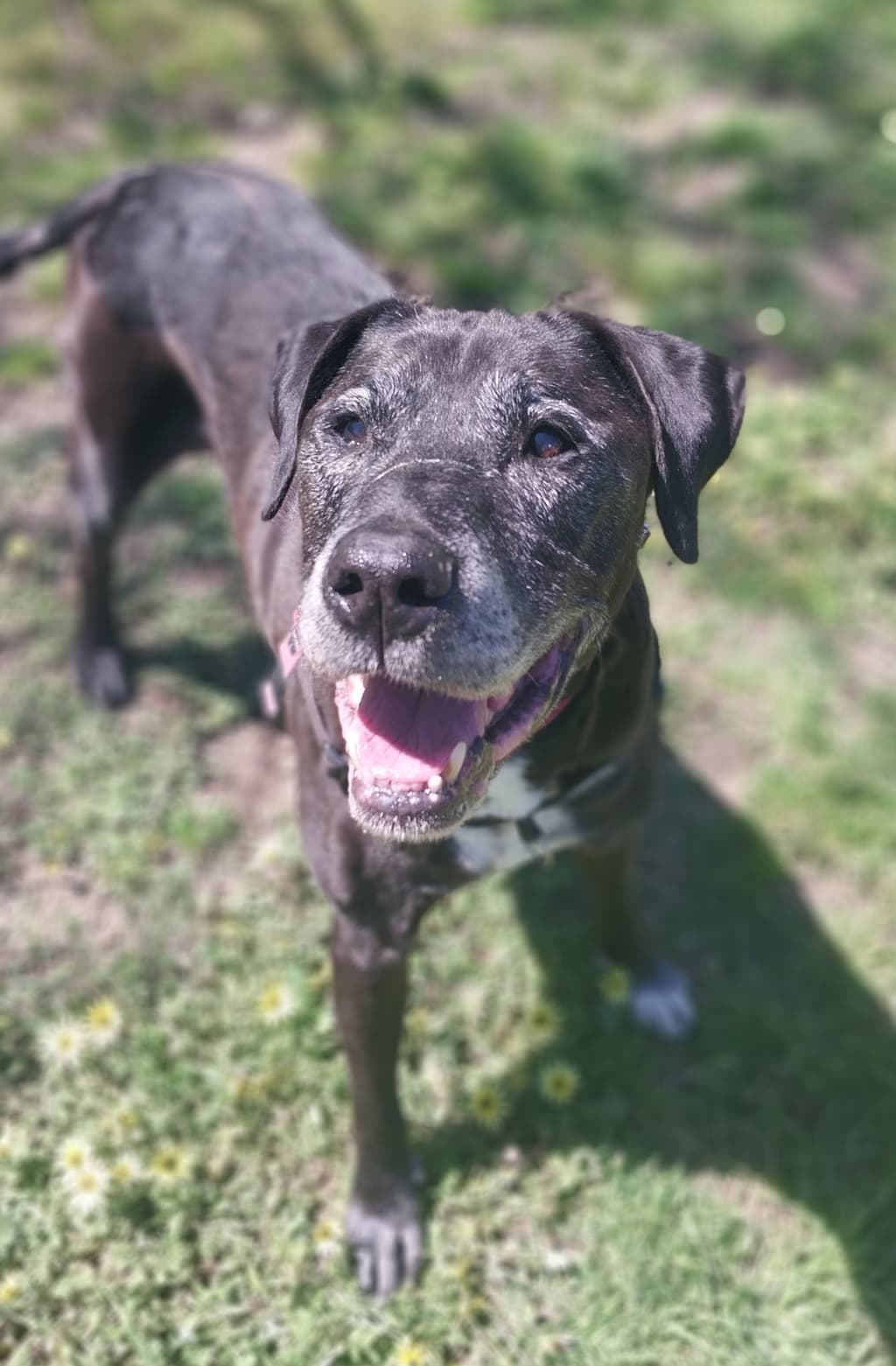 Zedd - Bull Arab available for adoption at Dogs' Refuge Home in Perth