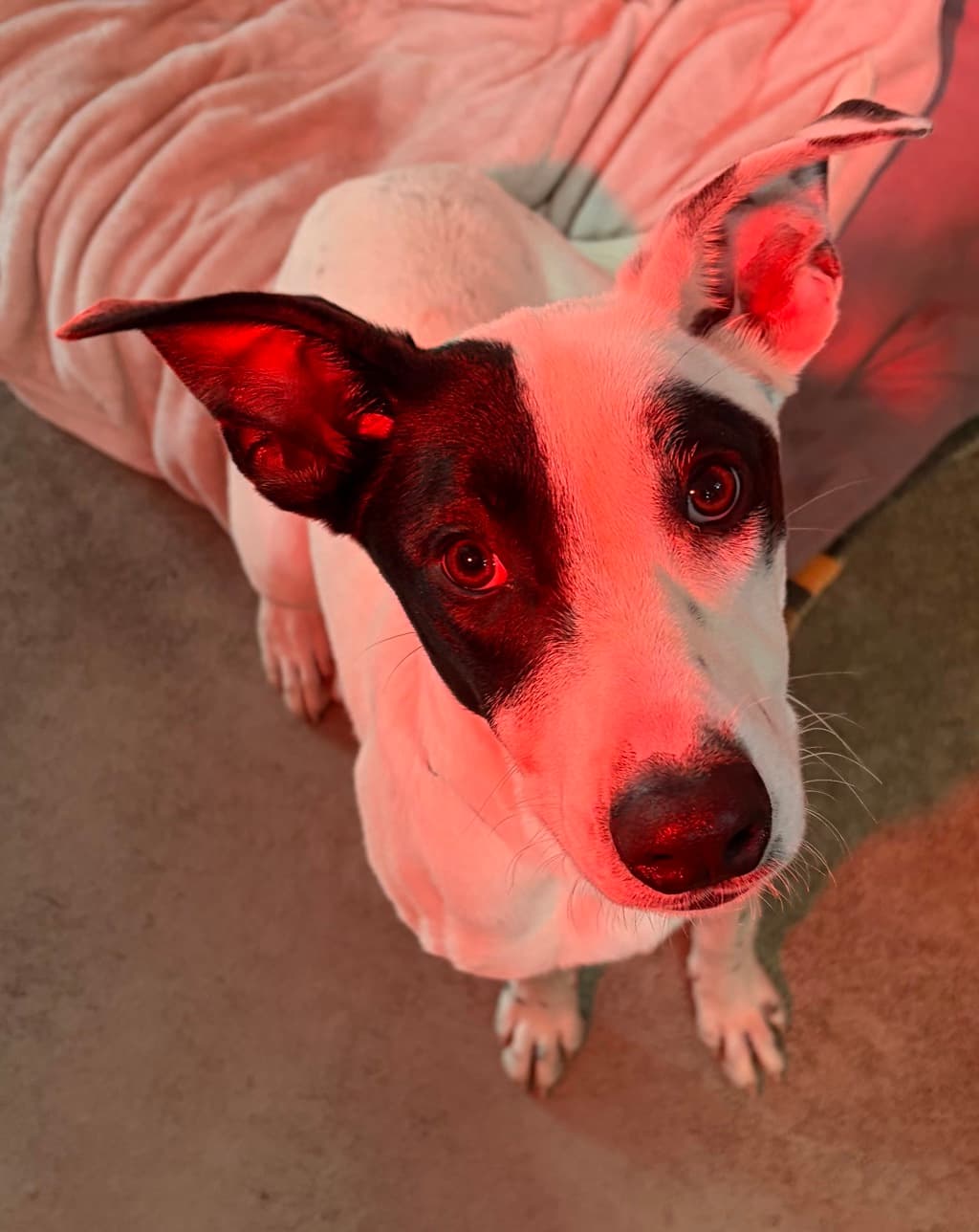 Beamer - Medium Mixed Breed available for adoption at Dogs' Refuge Home in Perth