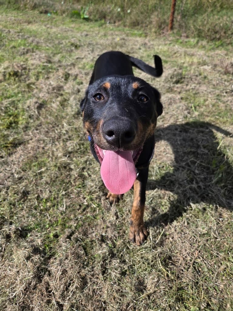 Luna - Mastiff available for adoption at Dogs' Refuge Home in Perth