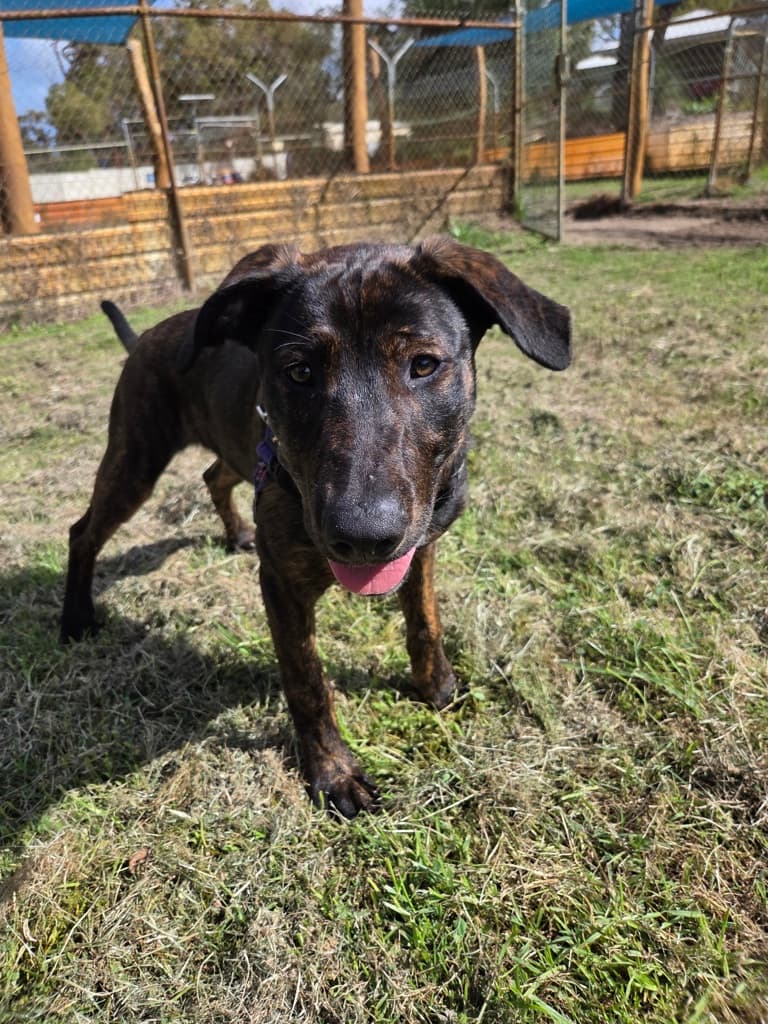 Raptor - Mastiff available for adoption at Dogs' Refuge Home in Perth