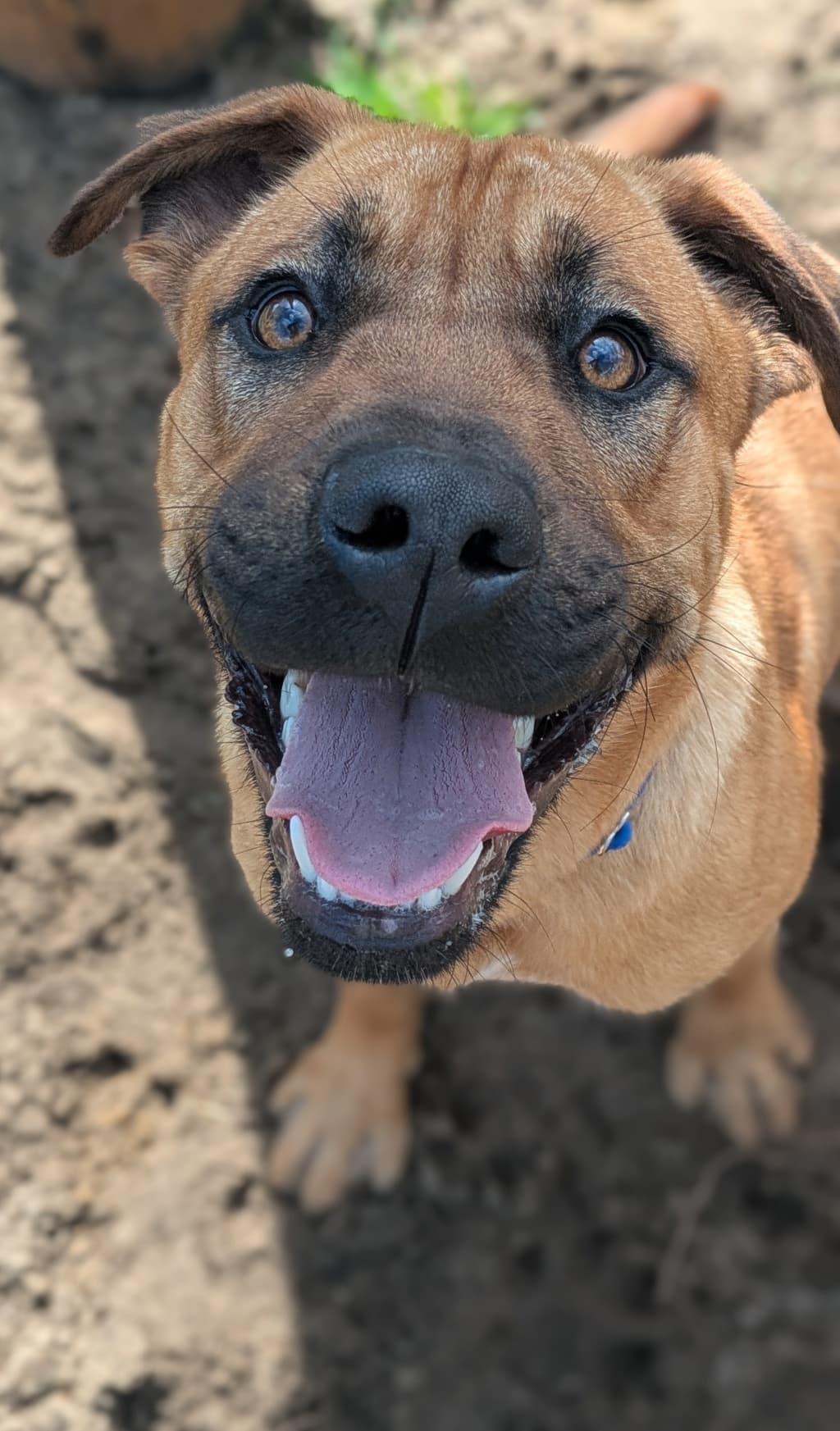 Diesel - Mastiff available for adoption at Dogs' Refuge Home in Perth