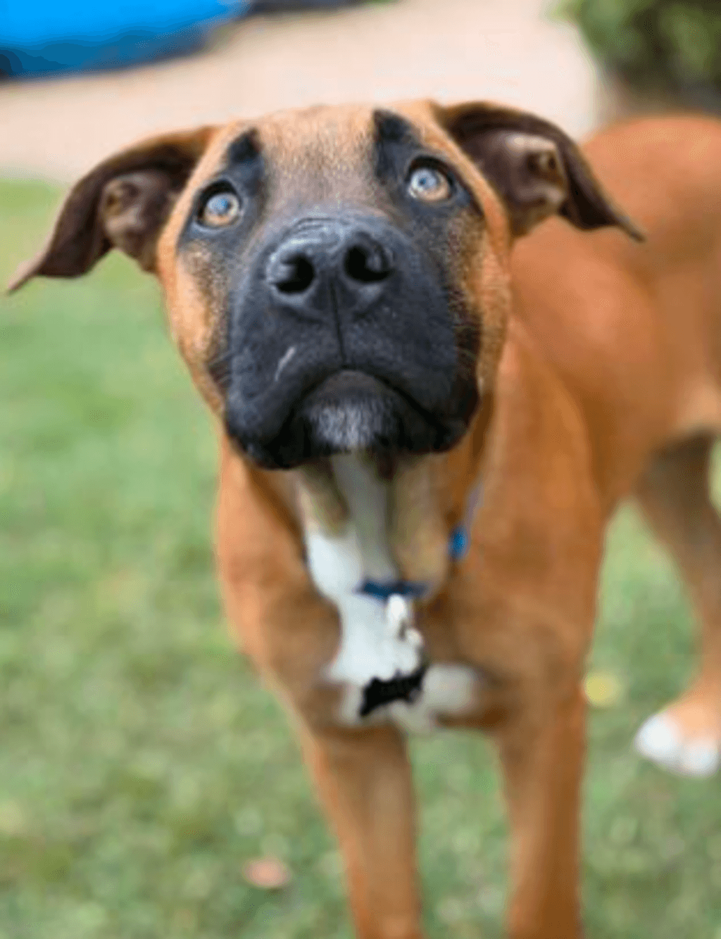 Cuddle Pot - Large Mixed Breed available for adoption at Dogs' Refuge Home in Perth