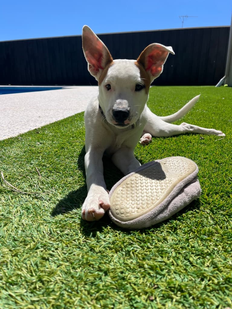Snuggle Pie - Mixed Breed available for adoption at Dogs' Refuge Home in Perth