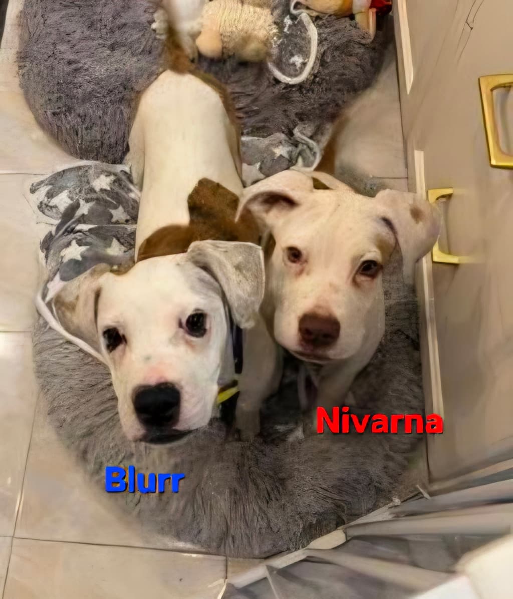 Blurr - Medium Mixed Breed available for adoption at Dogs' Refuge Home in Perth