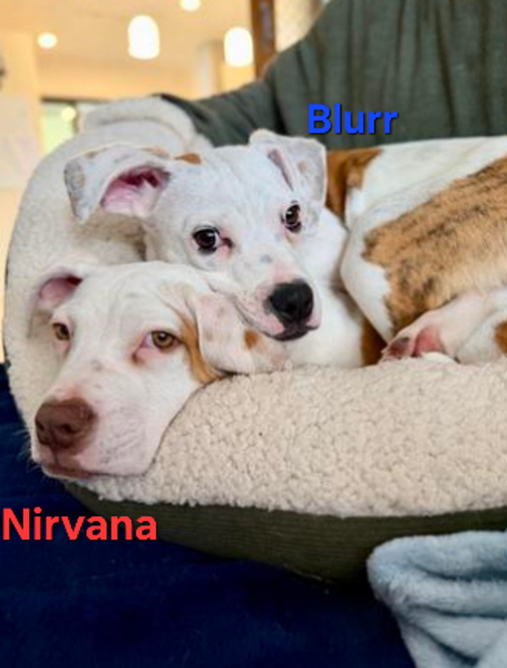 Nivarna P - Medium Mixed Breed available for adoption at Dogs' Refuge Home in Perth