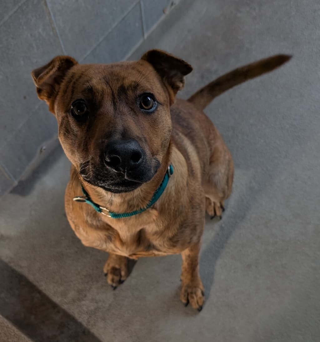 Noornie - Jack Russell Terrier available for adoption at Dogs' Refuge Home in Perth
