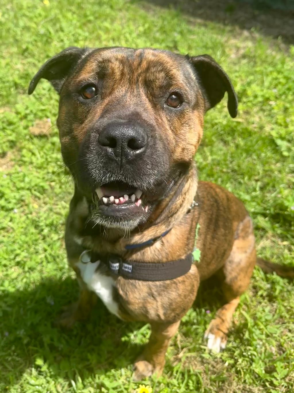 Brad - Mixed Breed available for adoption at Dogs' Refuge Home in Perth