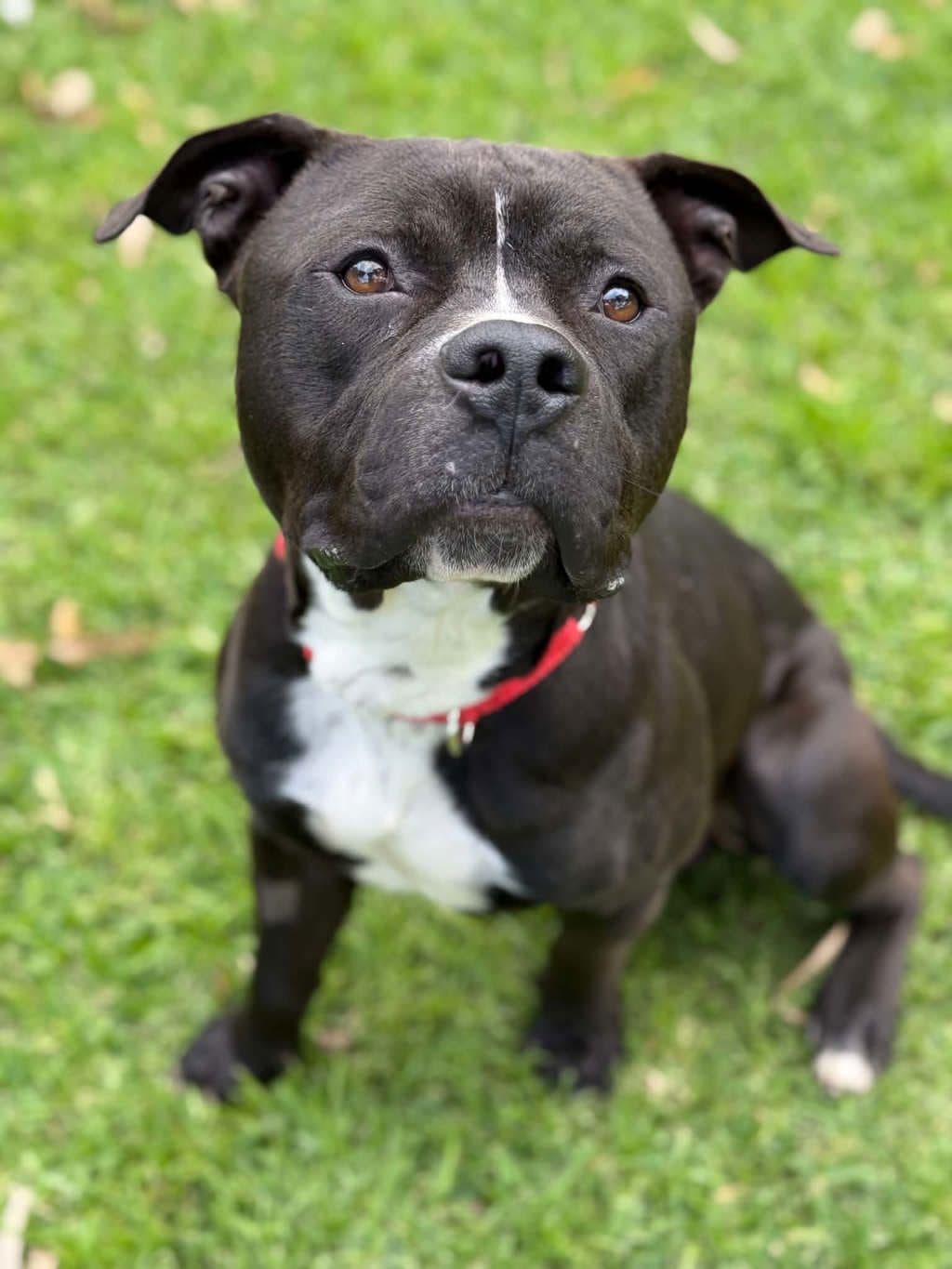 Spot - Staffordshire Bull Terrier available for adoption at Dogs' Refuge Home in Perth