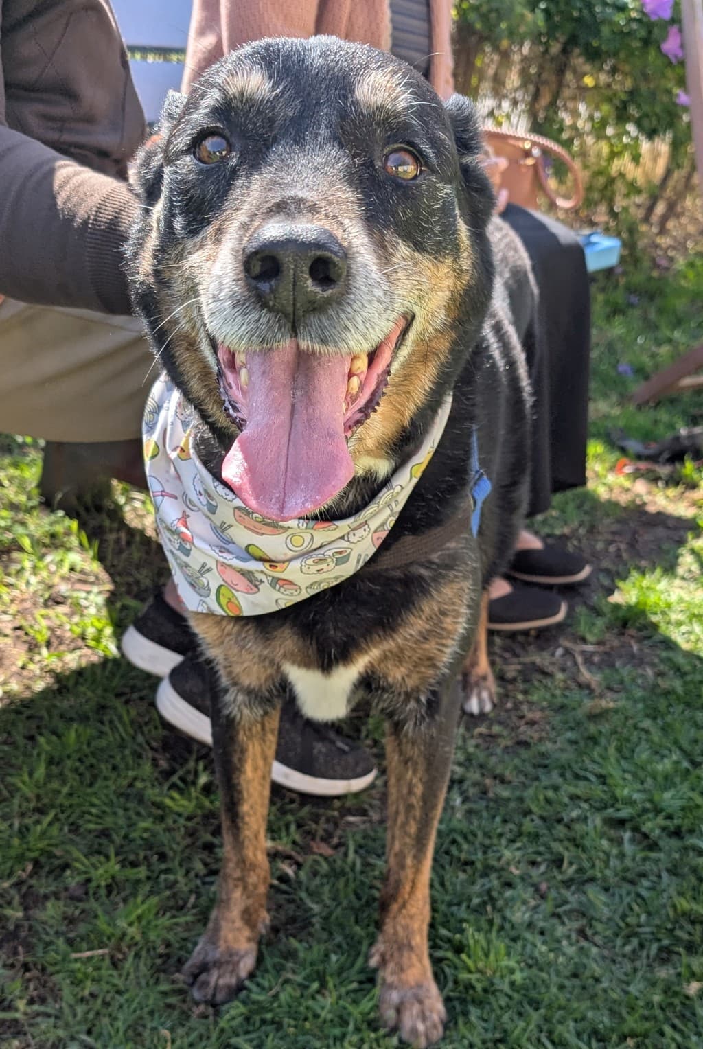 Barney - Kelpie available for adoption at Dogs' Refuge Home in Perth