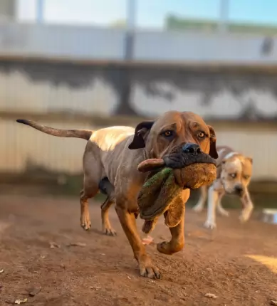 Daisy - South African Boerboel available for adoption at Happy Paws Haven in Coffs Harbour