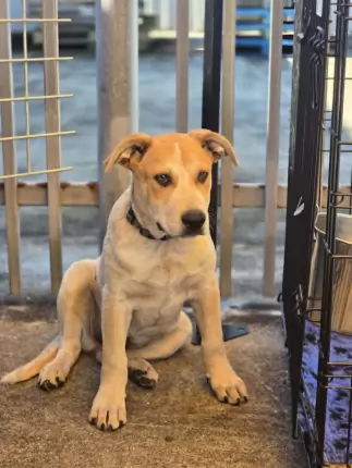 Presley - Australian Cattle Dog cross available for adoption at Happy Paws Haven in Coffs Harbour