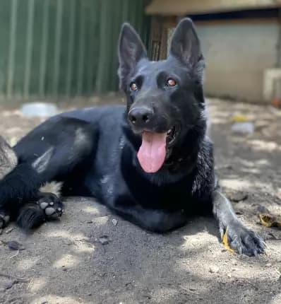 Dee - German Shepherd available for adoption at Happy Paws Haven in Coffs Harbour