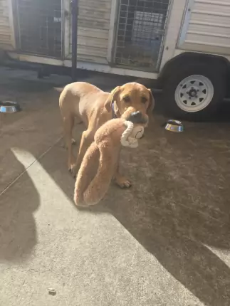 Kari - Rhodesian Ridgeback, bull arab, Mastiff available for adoption at Happy Paws Haven in Coffs Harbour