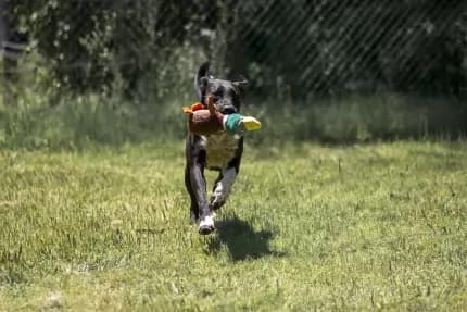Erin - greyhound x border collie available for adoption at Happy Paws Haven in Coffs Harbour