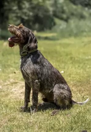 Ned2 - German Wirehaired Pointer available for adoption in Coffs Harbour