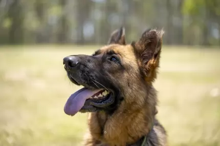 Patty - German Shepherd available for adoption at Happy Paws Haven in Coffs Harbour