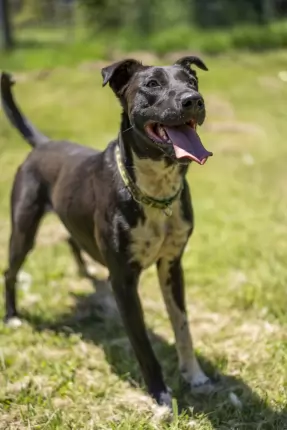Erin - Mixed Breed available for adoption in Coffs Harbour