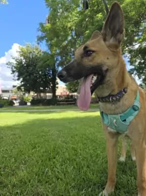 Regie - East Coast Dingo available for adoption at Happy Paws Haven in Coffs Harbour