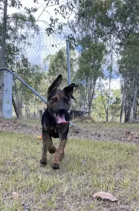 Dane - mixed breed available for adoption at Happy Paws Haven in Coffs Harbour