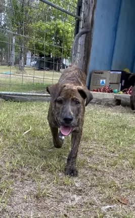 Danae - mixed breed available for adoption at Happy Paws Haven in Coffs Harbour