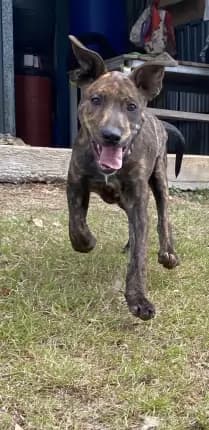 Danika - mixed breed available for adoption at Happy Paws Haven in Coffs Harbour