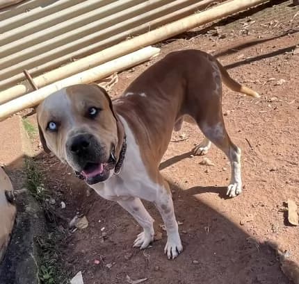 Bluey - South African Boerboel available for adoption in Coffs Harbour