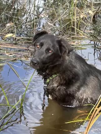 Jazzie - Shepherd cross available for adoption at Happy Paws Haven in Coffs Harbour