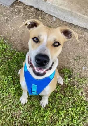 Kaos - Bull Arab cross available for adoption at Happy Paws Haven in Coffs Harbour