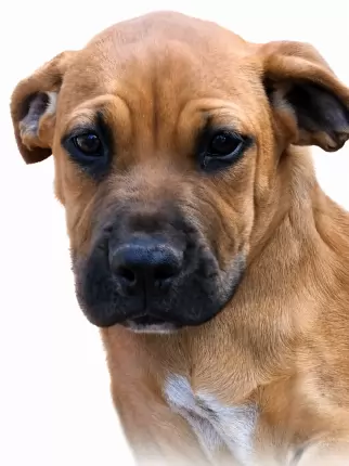 Karina - Rhodesian Ridgeback, bull arab, Mastiff available for adoption at Happy Paws Haven in Coffs Harbour