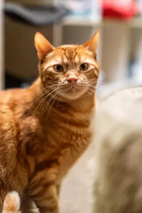 murphy - Bengal cross cat available for adoption in Coffs Harbour