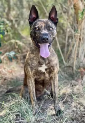 Roxie - Staffordshire Bull Terrier available for adoption at Happy Paws Haven in Coffs Harbour