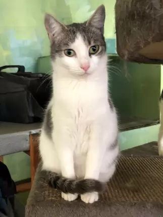 Auriel - Domestic Shorthair cat available for adoption in Coffs Harbour