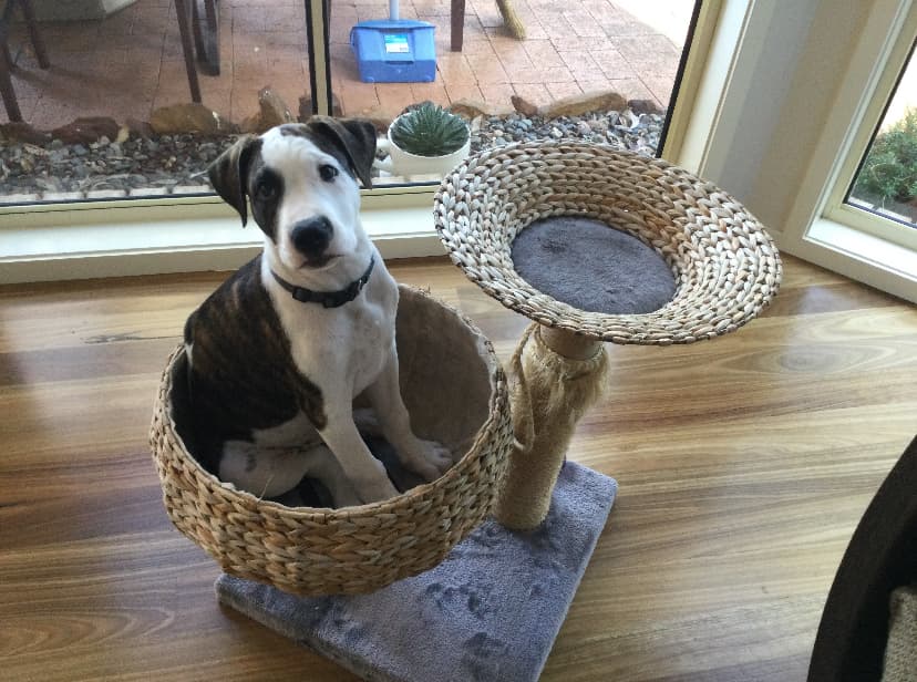 Freddy - Bull Arab CROSS available for adoption at Hunter Animal Rescue in Newcastle