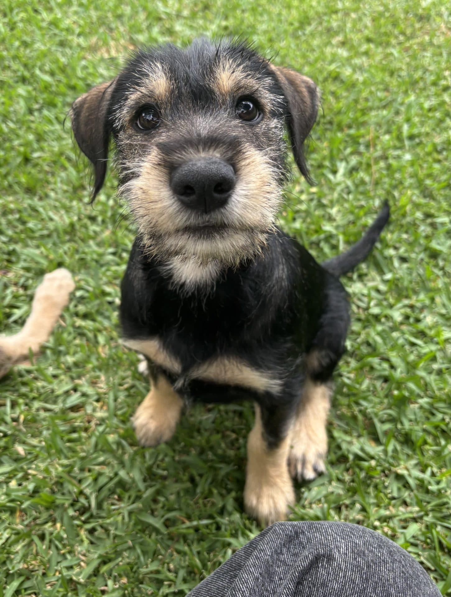 Georgia - Standard schnauzer cross Kelpi available for adoption at Hunter Animal Rescue in Newcastle