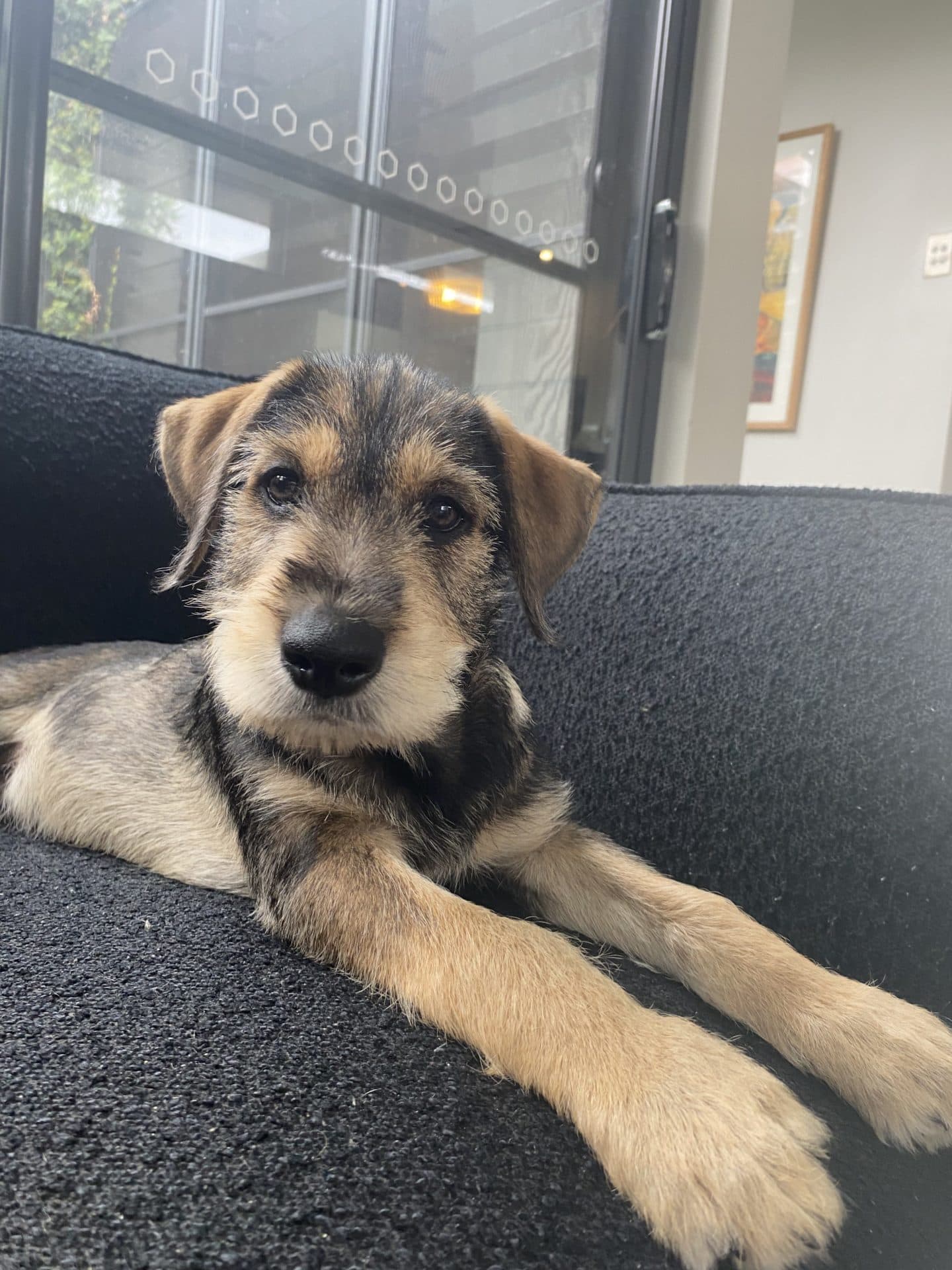 Hank - Standard schnauzer cross Kelpi available for adoption at Hunter Animal Rescue in Newcastle