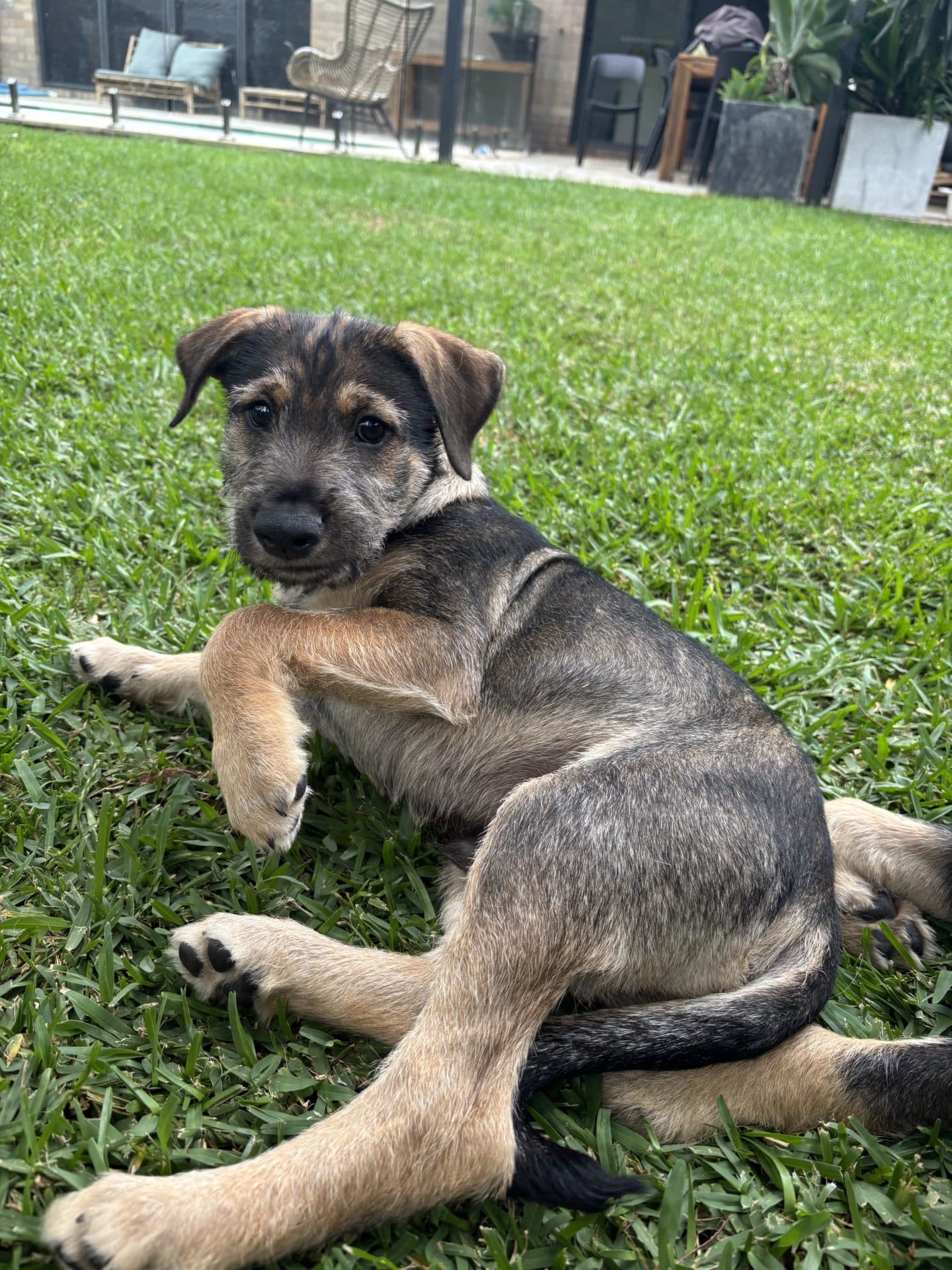 Dennis - Standard schnauzer cross Kelpi available for adoption at Hunter Animal Rescue in Newcastle