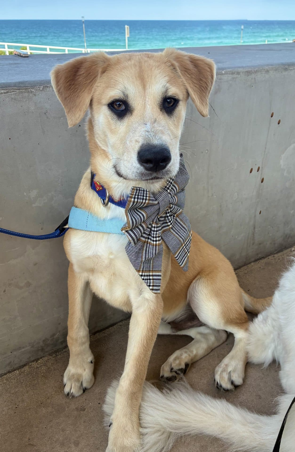 Woody - Lab cross kelpie or cattle available for adoption at Hunter Animal Rescue in Newcastle