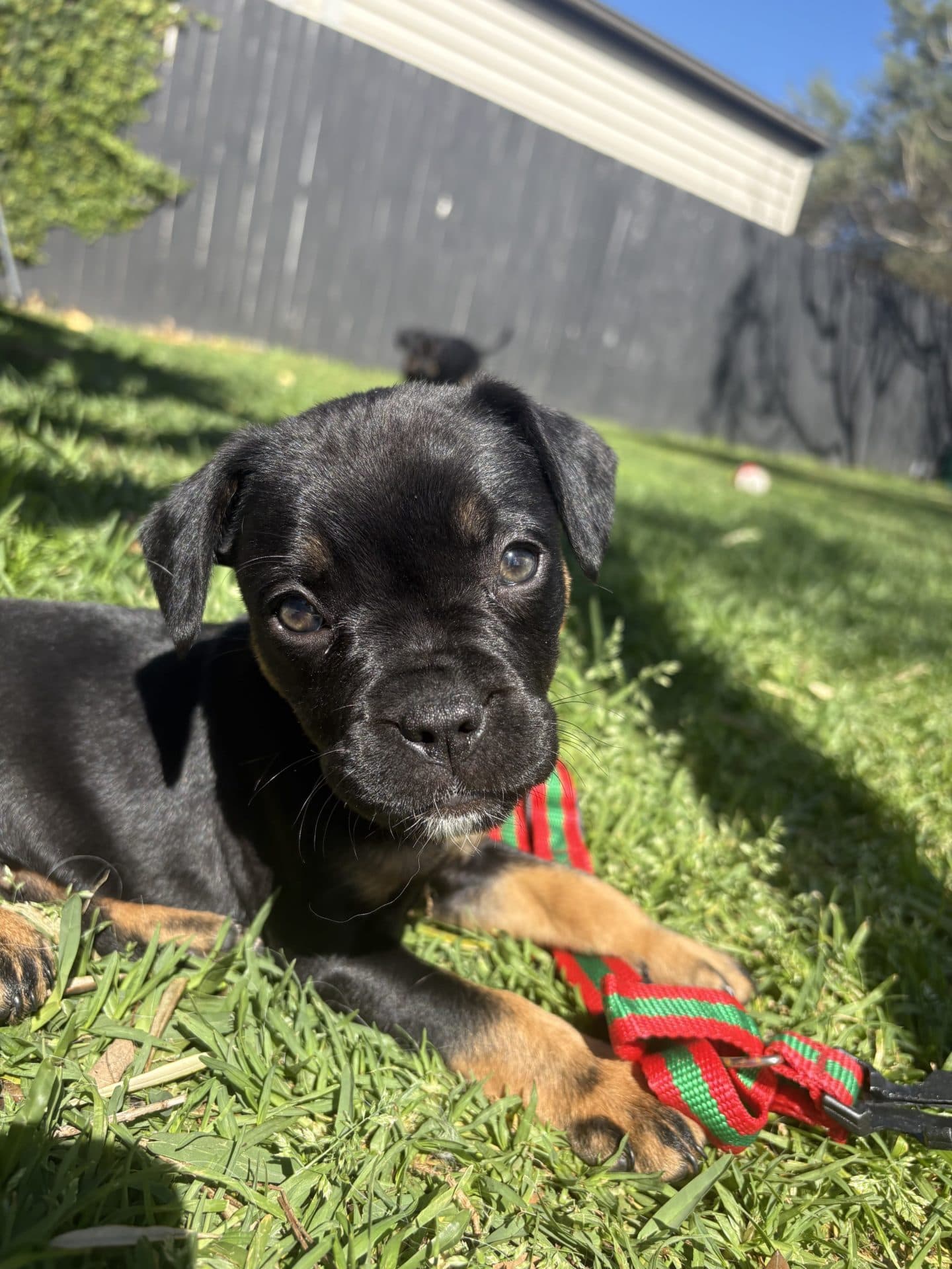 Mini - Rottweiler cross French Bulldog? available for adoption at Hunter Animal Rescue in Newcastle