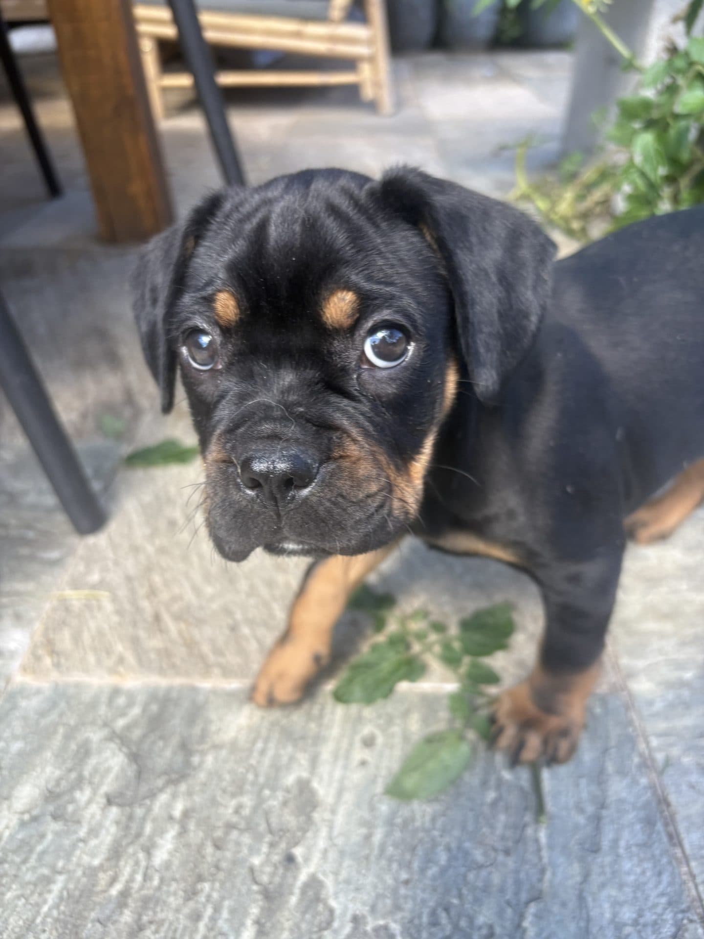 Douglas - Rottweiler cross French Bulldog? available for adoption at Hunter Animal Rescue in Newcastle