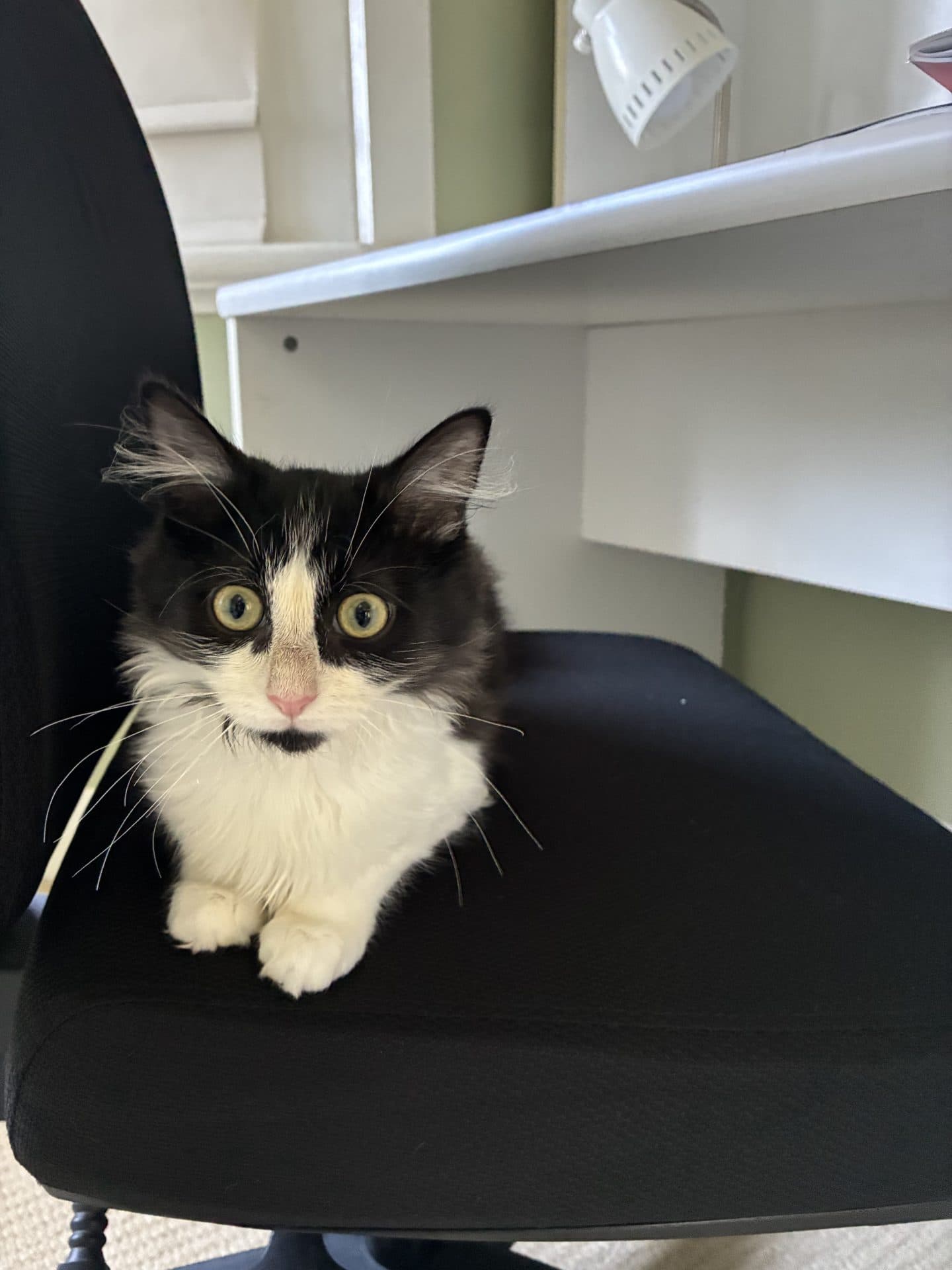 Napoleon - Domestic Medium to Long Hair cat available for adoption in Newcastle