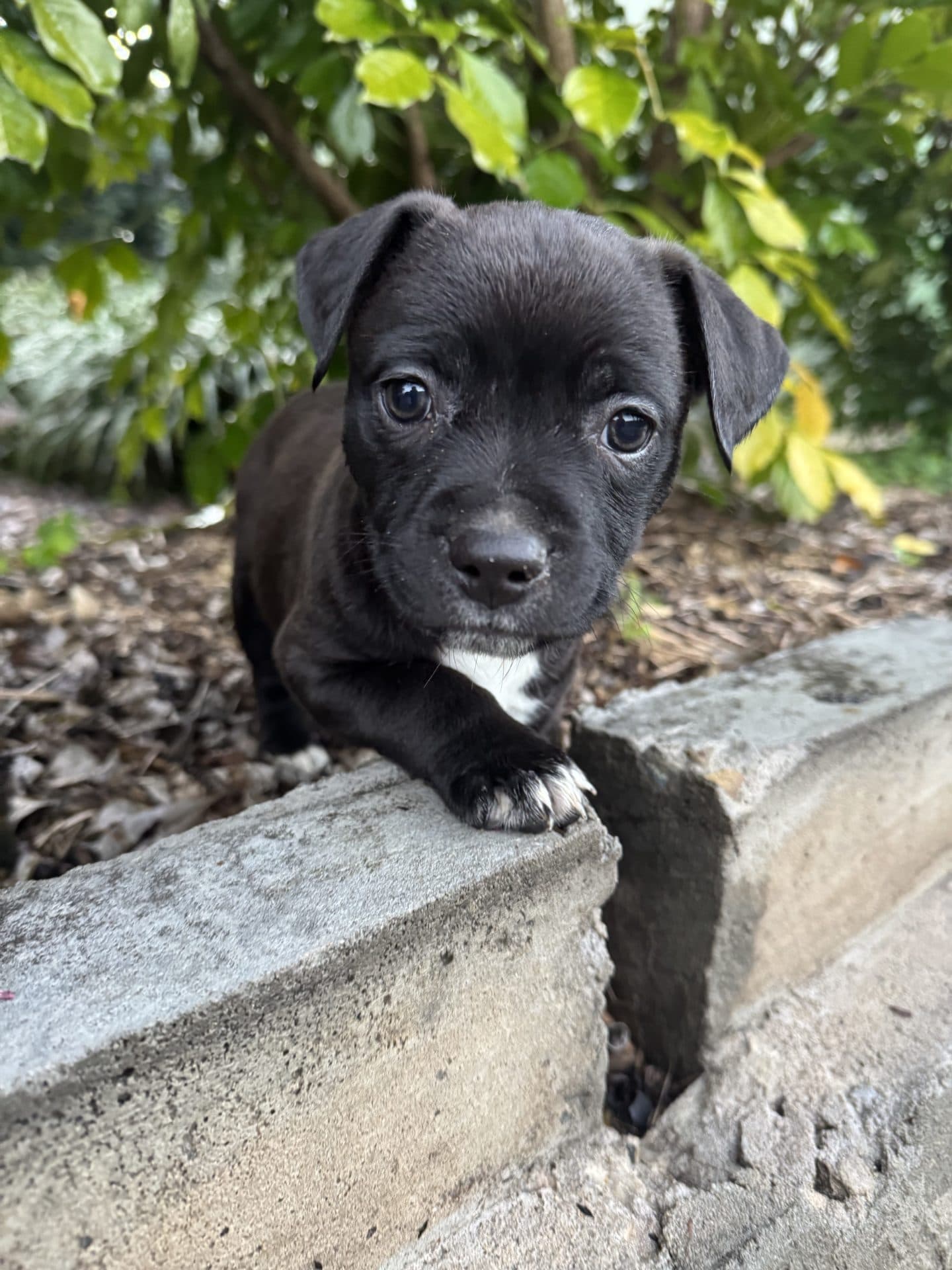 Ruth - Staffordshire terrier x available for adoption at Hunter Animal Rescue in Newcastle