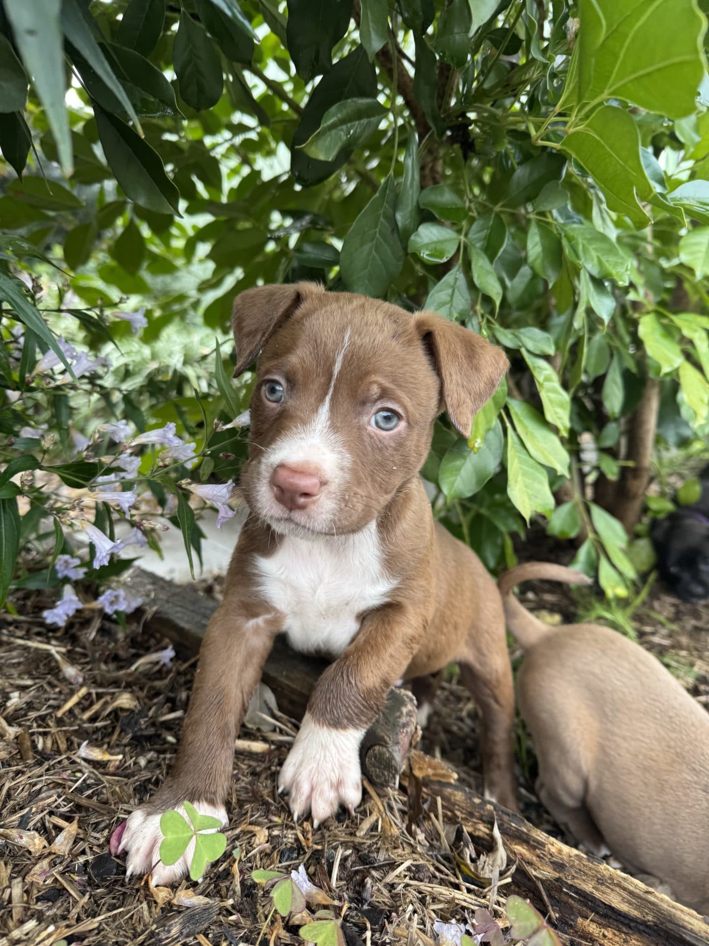 Loid - Staffordshire terrier x available for adoption at Hunter Animal Rescue in Newcastle