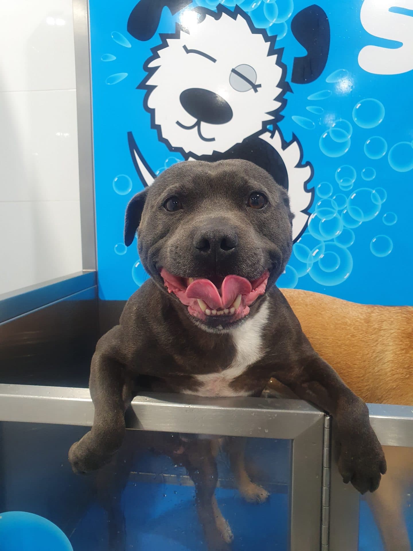 Gus - English Staffordshire Terrier available for adoption at Hunter Animal Rescue in Newcastle