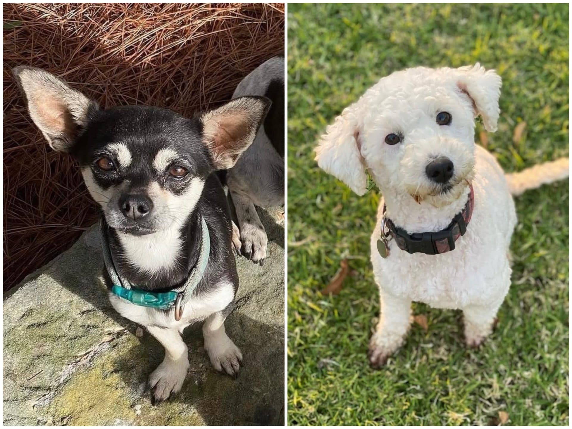 Kimba & Chilli (Bonded) - Miniature Poodle & Chihuahua available for adoption at Hunter Animal Rescue in Newcastle