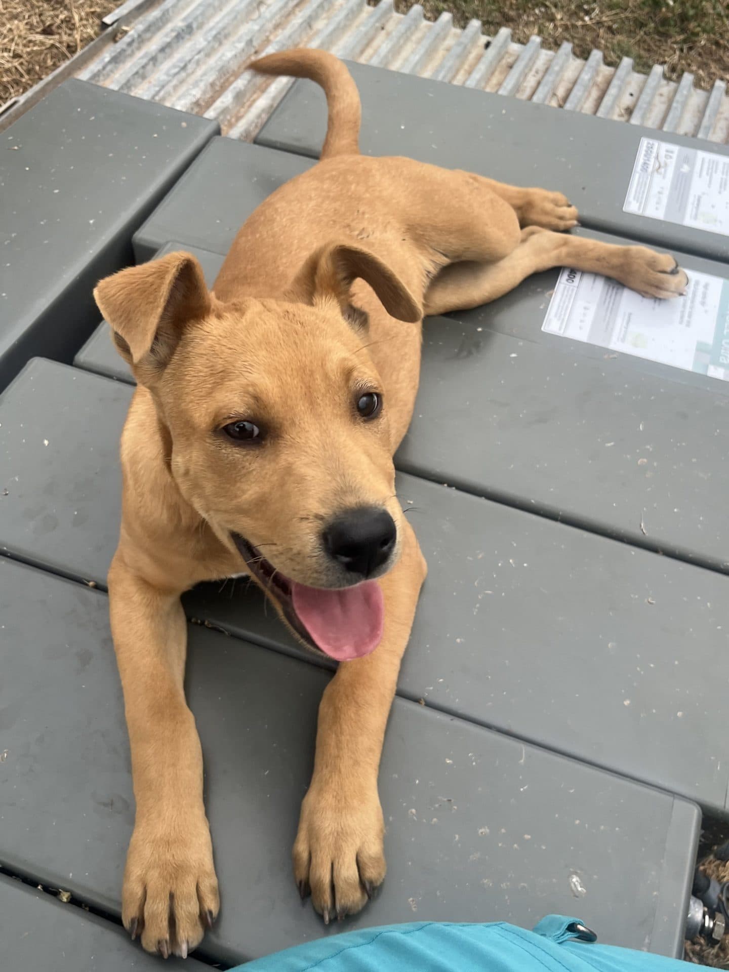 Winny - Staffy cross Shepherd available for adoption at Hunter Animal Rescue in Newcastle